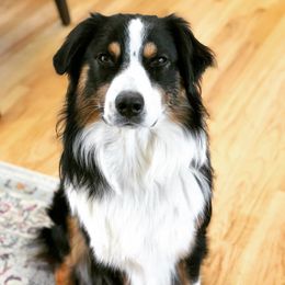 Deacon - Australian Shepherd