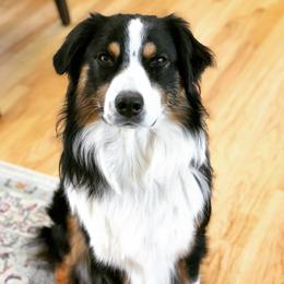 Deacon - Australian Shepherd