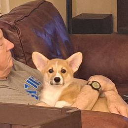 Pembroke Welsh Corgi Puppies from Diamond H Ranch Pembroke Welsh Corgis