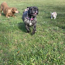 Bubbles - French Bulldog