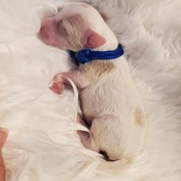 Mr. Blue - Parti male Schnoodle puppy in Leitchfield, Kentucky from Eveleigh Acres Puppies