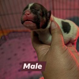 Boy 2 - Black and white male French Bulldog puppy in Battle Ground, Washington from Ferguson's Bulldogs