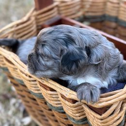 Girl 5 - Cavapoo puppy from Southern Charm Cavapoos
