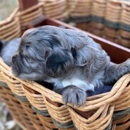 Girl 5 - Cavapoo puppy from Southern Charm Cavapoos