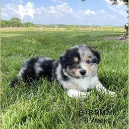 Australian Shepherd puppies from OR Aussies