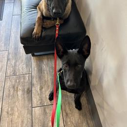 Belgian Malinois and Dutch Shepherd Puppies from Berserker Malinois Kennel