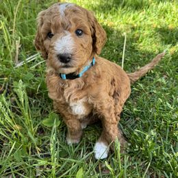 Poodles from Sunshine Pups