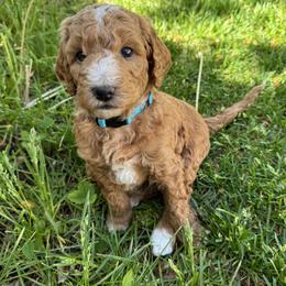 Poodles from Sunshine Pups
