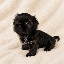 Stetson - Blue male Shih Tzu puppy in Smithville, Georgia from The Luckie Puppy