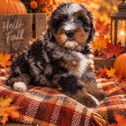 Rusty - Blue merle male Bernedoodle puppy in Lakeside, California from True Joy Bernedoodles and French bulldogs