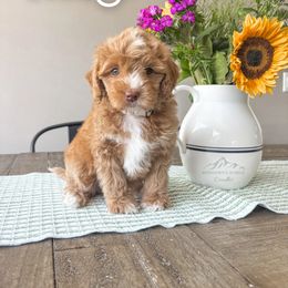 Bernedoodle and Cavapoo Puppies from Wonderful World Doodles