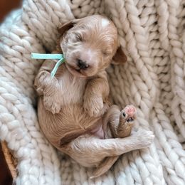Mint Collar - Apricot female Goldendoodle puppy in Corona, California from West Coast Goldendoodles