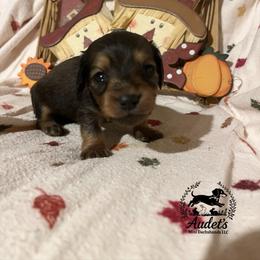 5 - Cream male Dachshund puppy in East Dover, Vermont from Audet’s Mini Dachshunds