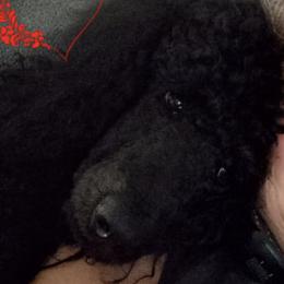 Poodles from Crystal Bay Standard Poodles