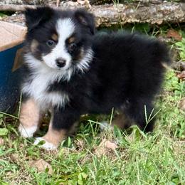 Asta - Black tri female Miniature Australian Shepherd puppy in Patterson, North Carolina from DreamLine Aussies