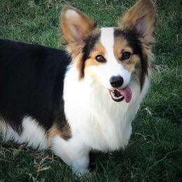 Harper - Pembroke Welsh Corgi