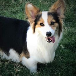 Harper - Pembroke Welsh Corgi