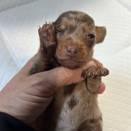 Bell - Dapple female Dachshund puppy in Tonopah, Arizona from Brandie's Dachshunds