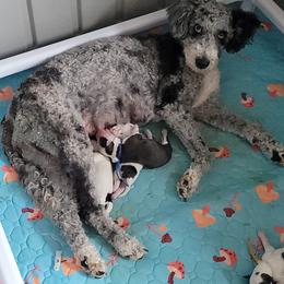 Bernedoodle Puppies from Daisy's Doodles