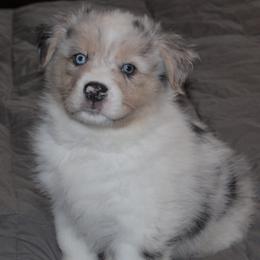 Olaf - Blue merle male Australian Shepherd puppy in Jeddo, Michigan from Blue Water Aussies