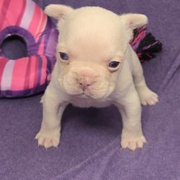 French Bulldog Puppies from MiAdorableFrenchies