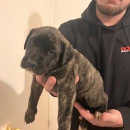 Mastiff Puppies from FrontlineK9 Boarding & Training LLC