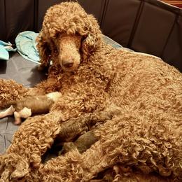 Zelda - Poodle