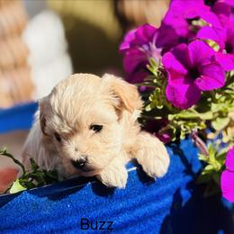 Buzz - Champagne male Maltipoo puppy in Jackson, California from Disney Doodles