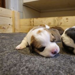 Red girl - Red Pembroke Welsh Corgi puppy in Austin, Minnesota from Klein Corgi Ranch