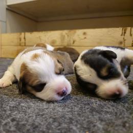 Red girl - Red Pembroke Welsh Corgi puppy in Austin, Minnesota from Klein Corgi Ranch