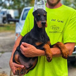 General - Black and rust male Doberman Pinscher puppy in China Township, Michigan from Snell's Superior Kennel Dobermann & GSP