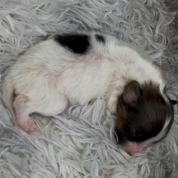 Nemo - White black and tan male Papillon puppy in Howe, Oklahoma from Southern Sweet Papillons