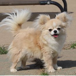 Yoda - Chihuahua