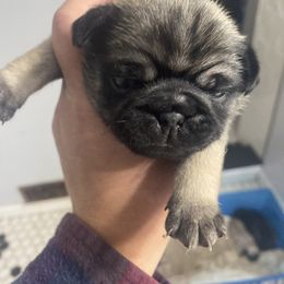 Doberman Pinscher and Pug Puppies from Fox Farm Kennel