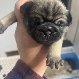 Doberman Pinscher and Pug Puppies from Fox Farm Kennel