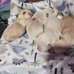 Scottish Terrier Puppies from Scottish Terrier Sandra T