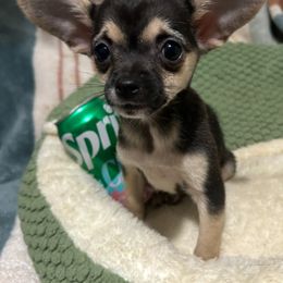Franny's girl 2 - Black sabled fawn female Chihuahua puppy in Illinois from Briarwood Farm