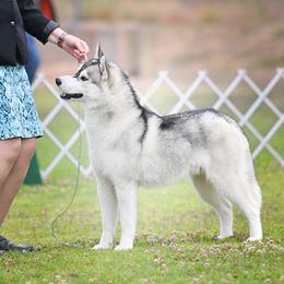 Jacques - Siberian Husky