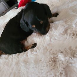 Girl 1 - Dachshund puppy in Homosassa, Florida from Foxies Doxies