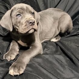 Green collar Male - Gray male Cane Corso puppy in Atlanta, Georgia from Cane Corso’s of Atlanta