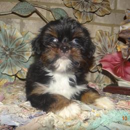 AKC CICI - Black and tan female Lhasa Apso puppy in Fort Washington, Maryland from GyanGanj Lhasa Apso
