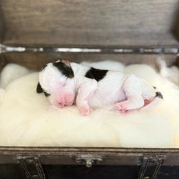 Abilene - Parti female Poodle puppy in Ault, Colorado from The Peaks Premium Poodles