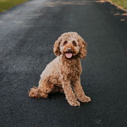 Maze - Cockapoo