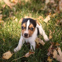 Marcus - Tri-color male Jack Russell Terrier puppy in West Bend, Iowa from Blue Skies Terriers