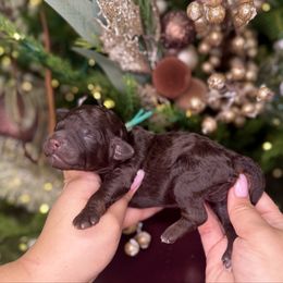 Snickers - Chocolate male Goldendoodle puppy in Miami, Florida from Jade’s Paws & Co. Of Miami LLC