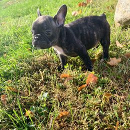 Boy 3 - Brindle male French Bulldog puppy in Coatesville, Pennsylvania from The Chipper Frenchie