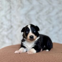 Casserole - Black & white female Australian Shepherd puppy in Argyle, Iowa from Country Time Kennels