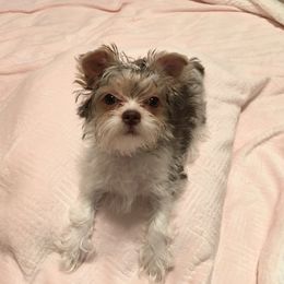 Yorkshire Terrier Puppies from Lynnie’s Lovables Yorkies