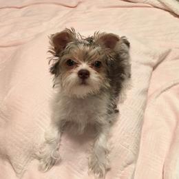 Yorkshire Terrier Puppies from Lynnie’s Lovables Yorkies