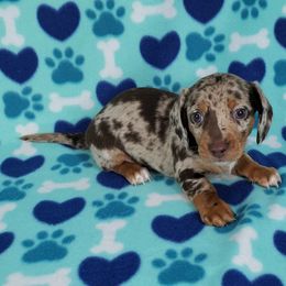 Dachshund Puppies from Newbern's Nuggets